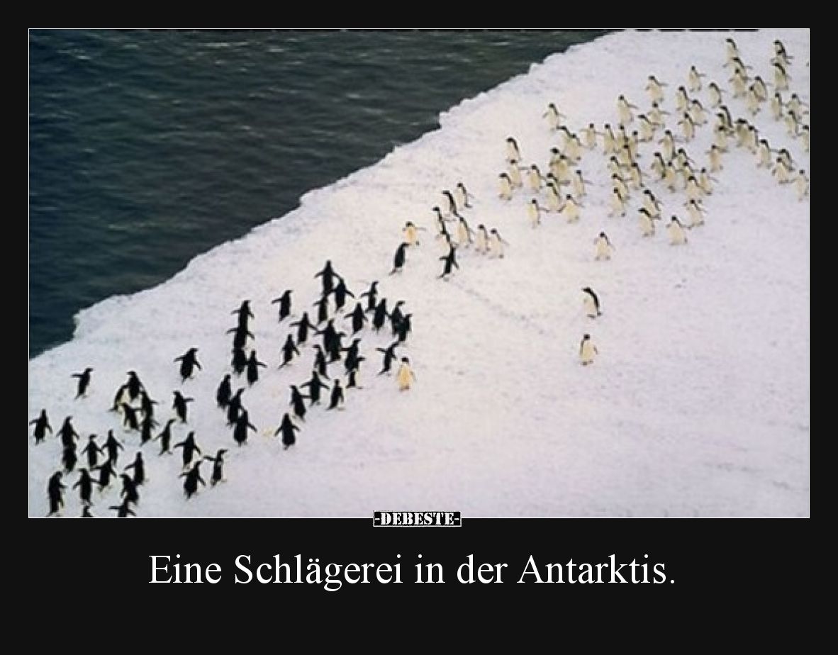 Eine Schlägerei in der Antarktis.