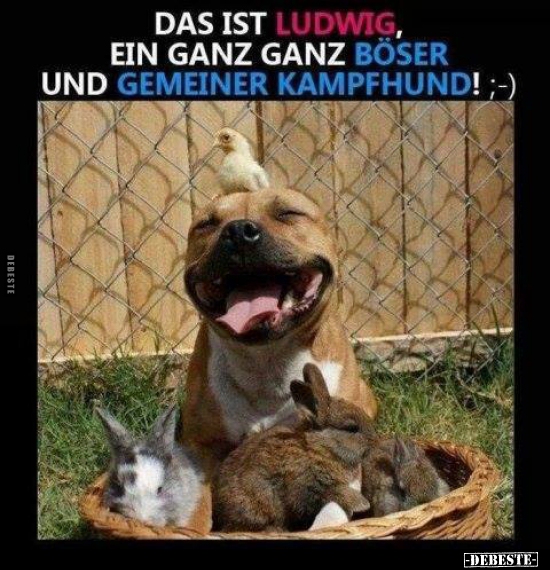 Das ist Ludwig, ein ganz ganz böser und gemeiner Kampfhund!.. - Lustige Bilder | DEBESTE.de