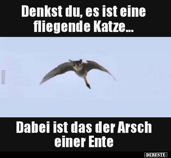 Lustige Bilder zum Thema: Fliegen, Katze