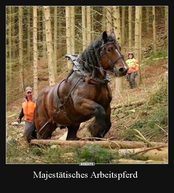 Majestätisches Arbeitspferd.. - Lustige Bilder | DEBESTE.de