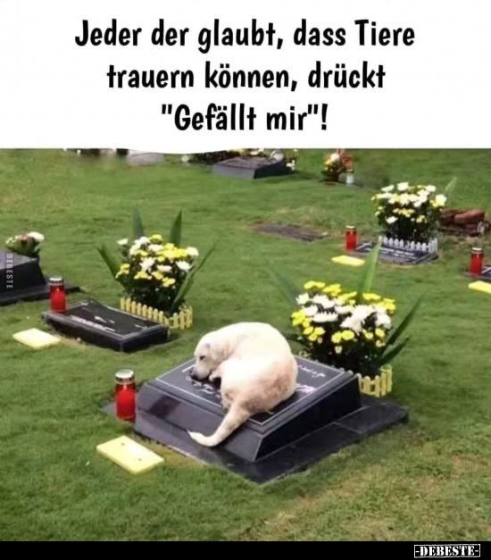 Jeder der glaubt, dass Tiere trauern können, drückt.. - Lustige Bilder | DEBESTE.de