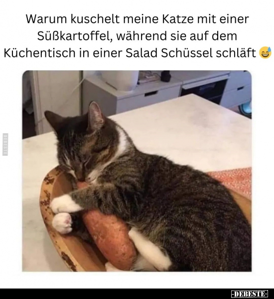 Warum kuschelt meine Katze mit einer Süßkartoffel, während.. - Lustige Bilder | DEBESTE.de