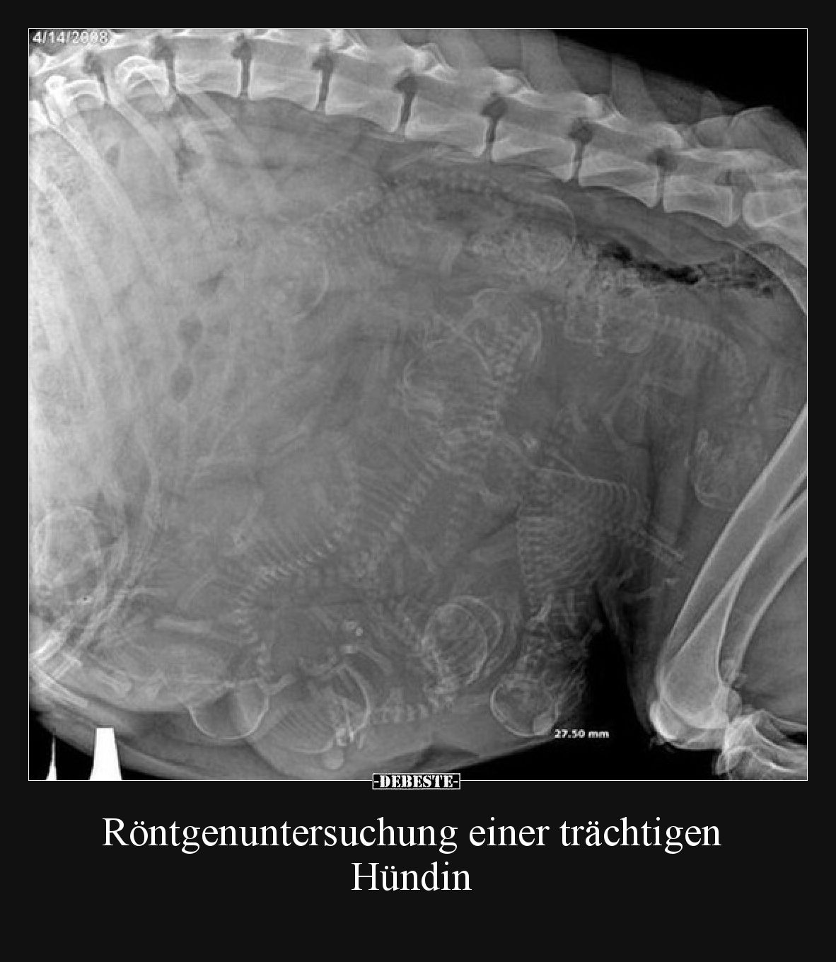 Röntgenuntersuchung einer trächtigen Hündin