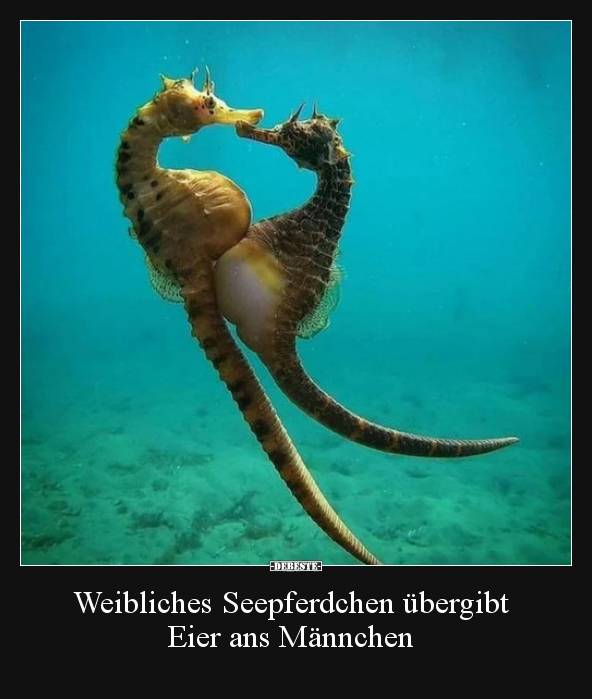 Weibliches Seepferdchen übergibt Eier ans Männchen.. - Lustige Bilder | DEBESTE.de