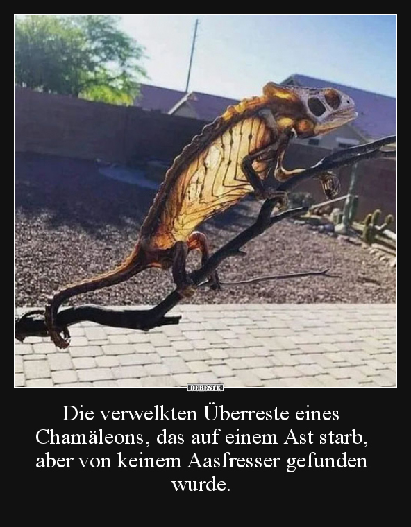 Die verwelkten Überreste eines Chamäleons, das auf einem.. - Lustige Bilder | DEBESTE.de