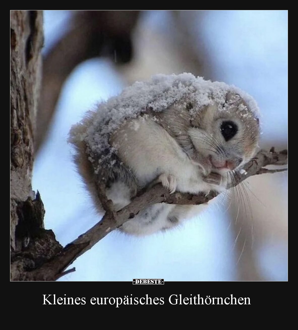 Kleines europäisches Gleithörnchen
