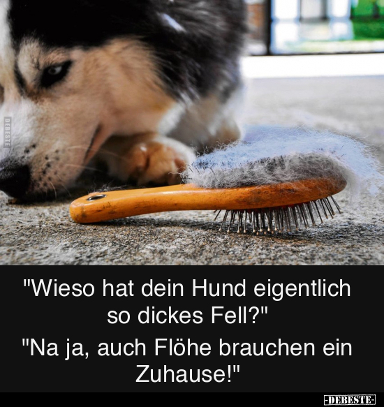 "Wieso hat dein Hund eigentlich so dickes Fell? - Lustige Bilder | DEBESTE.de