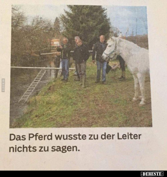 Das Pferd wusste zu der Leiter nichts zu sagen... - Lustige Bilder | DEBESTE.de