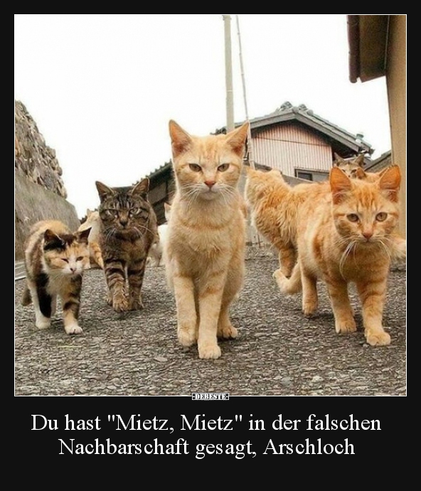 Du hast "Mietz, Mietz" in der falschen Nachbarschaft.. - Lustige Bilder | DEBESTE.de