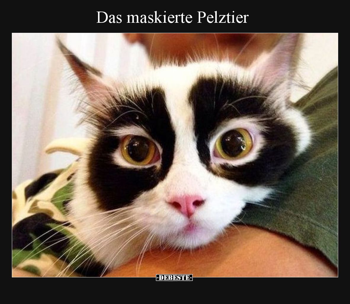 Das maskierte Pelztier.. - Lustige Bilder | DEBESTE.de