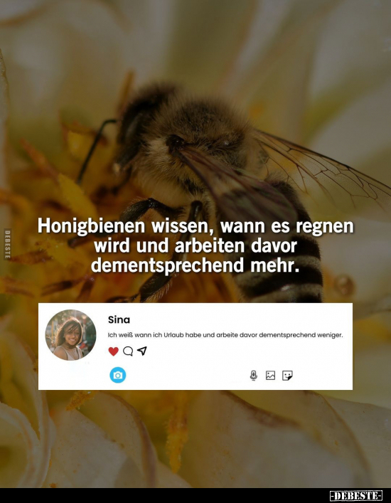 Honigbienen wissen, wann es regnen wird und arbeiten.. - Lustige Bilder | DEBESTE.de