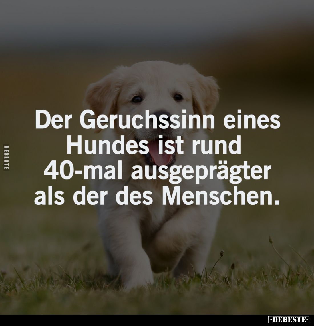 Der Geruchssinn eines Hundes ist rund 40-mal ausgeprägter als der des Menschen.