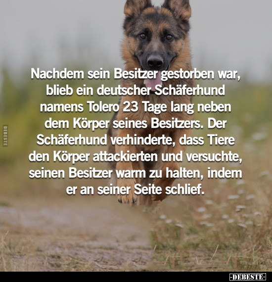 Nachdem sein Besitzer gestorben war, blieb ein deutscher.. - Lustige Bilder | DEBESTE.de