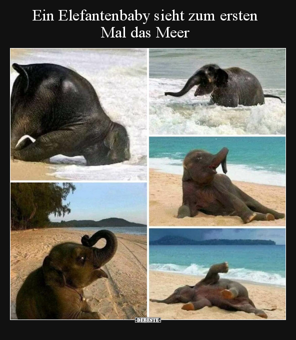 Ein Elefantenbaby sieht zum ersten Mal das Meer.. - Lustige Bilder | DEBESTE.de