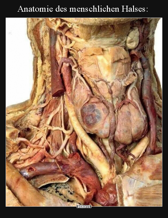 Anatomie des menschlichen Halses.. - Lustige Bilder | DEBESTE.de
