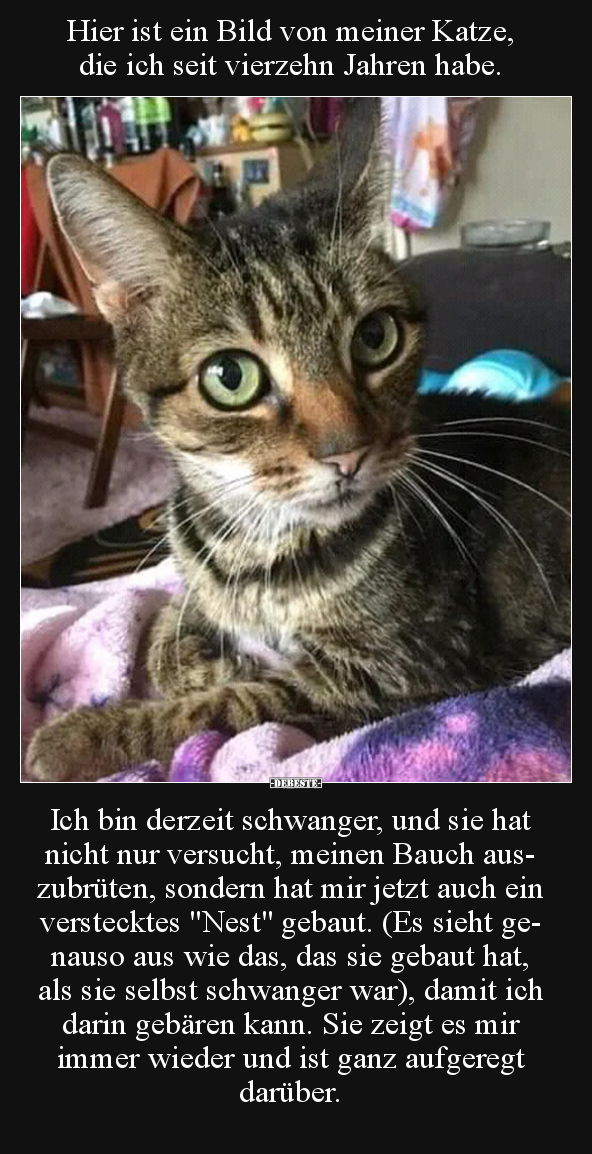 Hier ist ein Bild von meiner Katze, die ich seit vierzehn.. - Lustige Bilder | DEBESTE.de