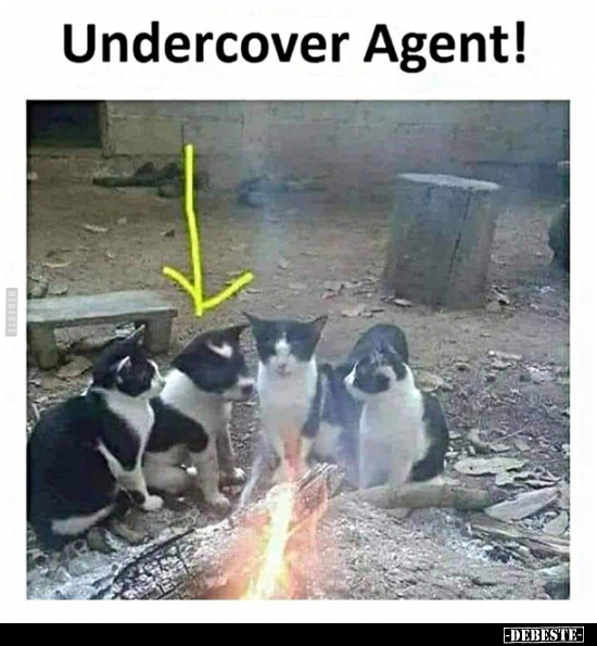 Undercover Agent!..