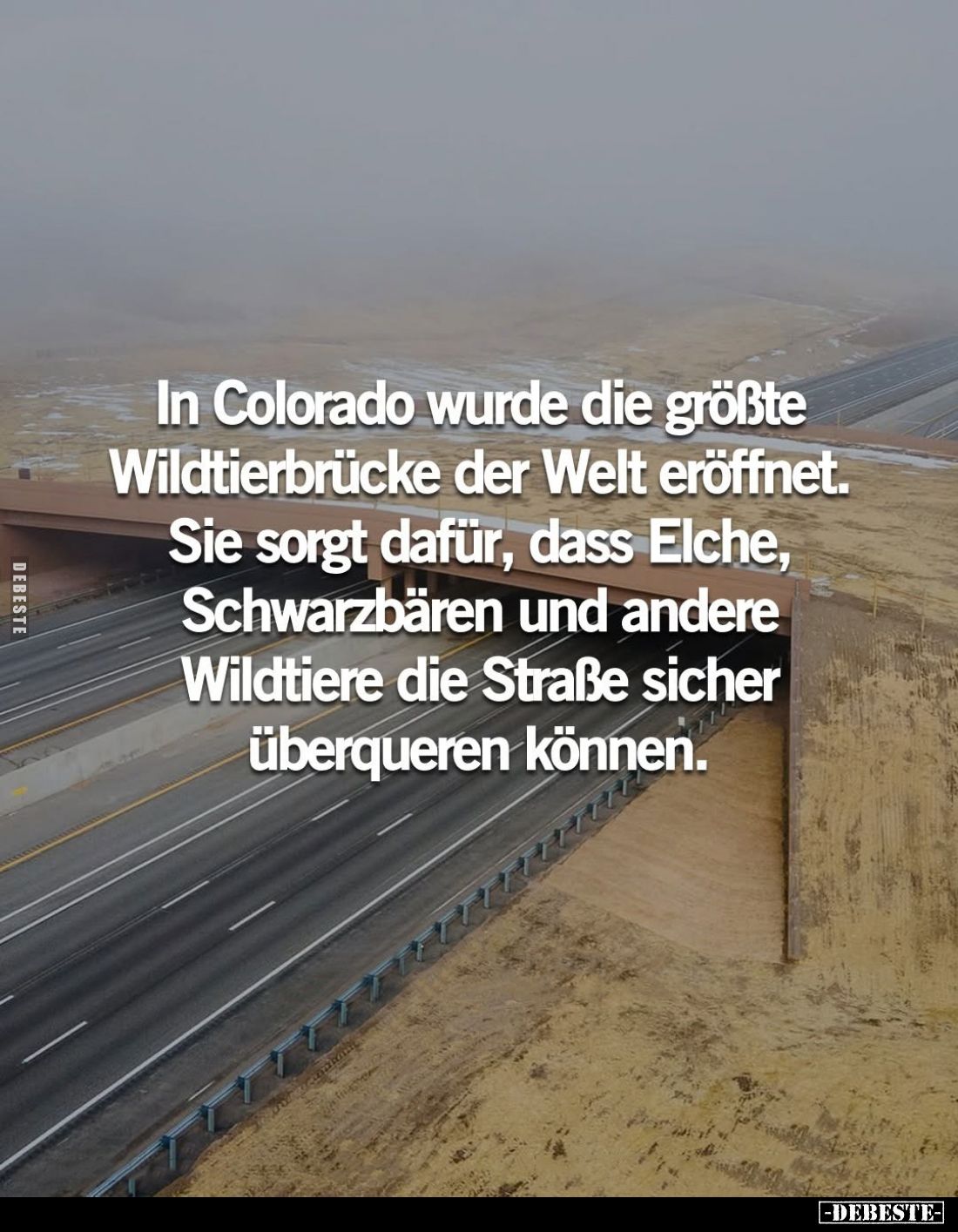 In Colorado wurde die größte Wildtierbrücke der Welt eröffnet.
Sie sorgt dafür, dass Elche, Schwarzbären und andere Wildtier...