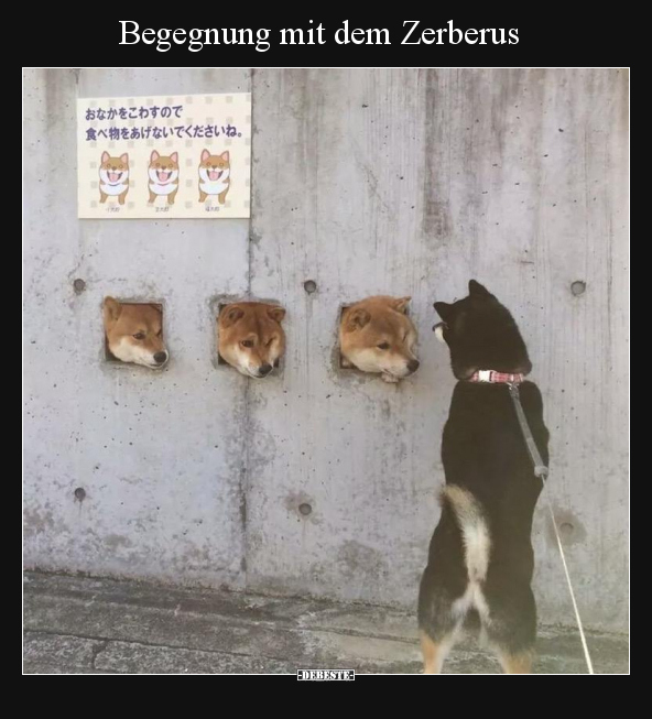 Begegnung mit dem Zerberus.. - Lustige Bilder | DEBESTE.de