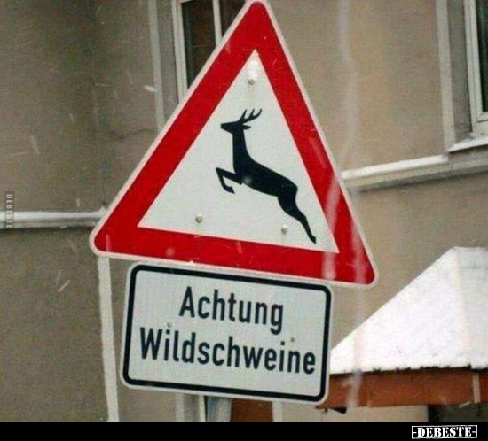 Achtung Wildschweine!.. - Lustige Bilder | DEBESTE.de