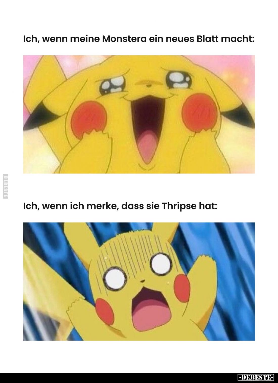 Ich, wenn meine Monstera ein neues Blatt macht:/
Ich, wenn ich merke, dass sie Thripse hat: