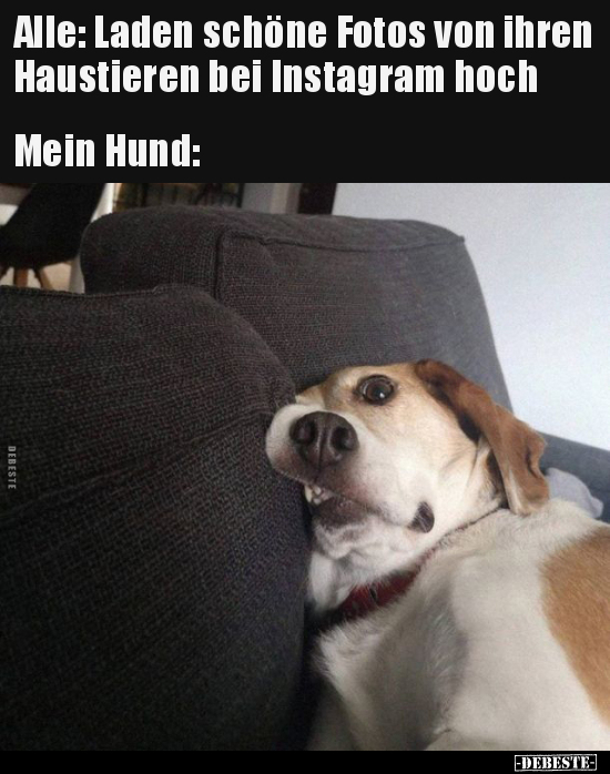 Alle: Laden schöne Fotos von ihren Haustieren bei Instagram.. - Lustige Bilder | DEBESTE.de