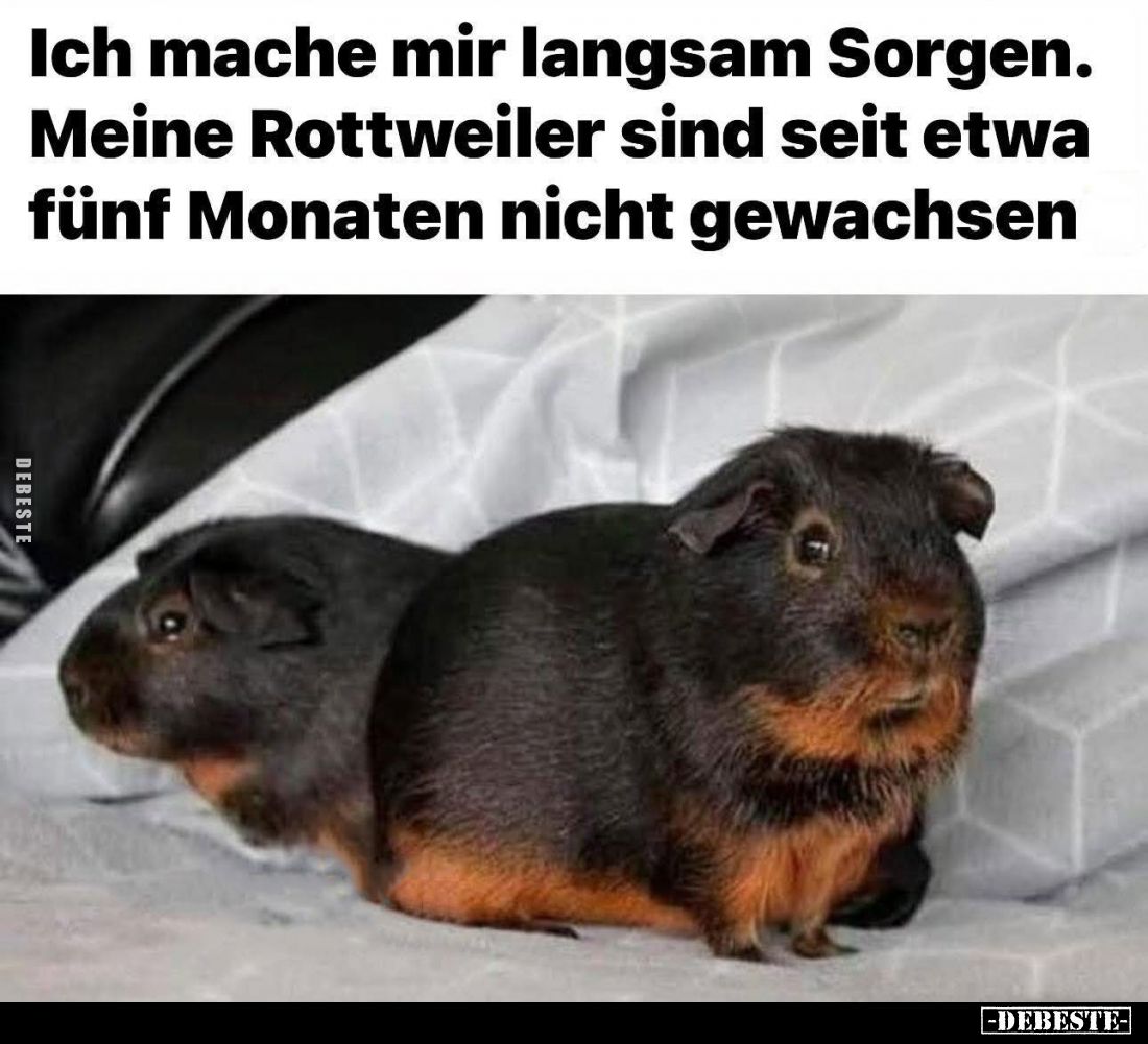 Ich mache mir langsam Sorgen.
Meine Rottweiler sind seit etwa fünf Monaten nicht gewachsen.