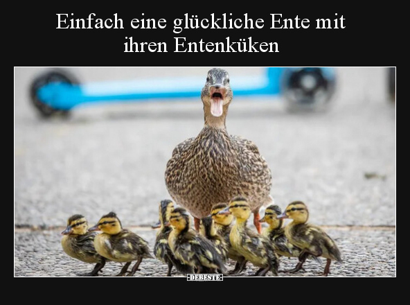 Einfach eine glückliche Ente mit ihren Entenküken.. - Lustige Bilder | DEBESTE.de