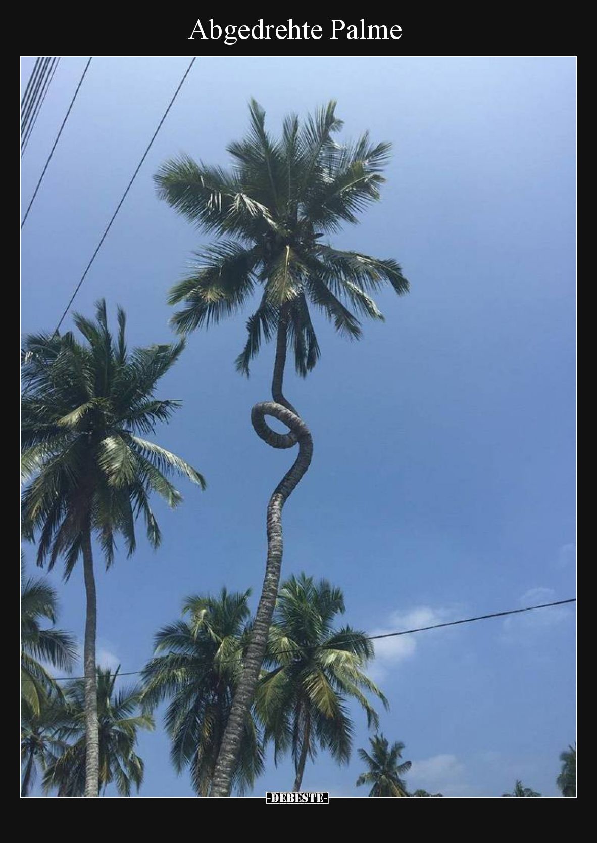 Abgedrehte Palme