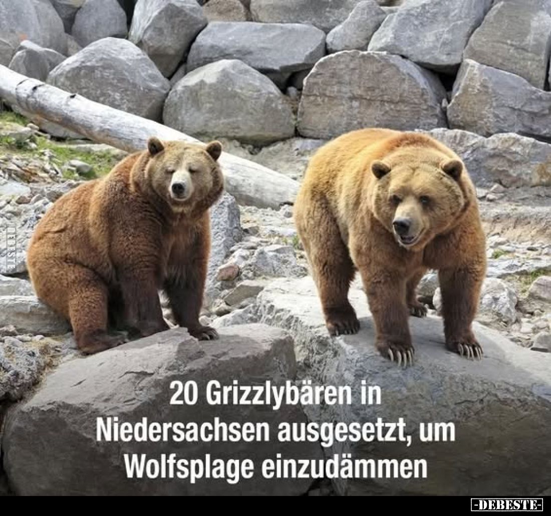 20 Grizzlybären in Niedersachsen ausgesetzt, um Wolfsplage einzudämmen.
