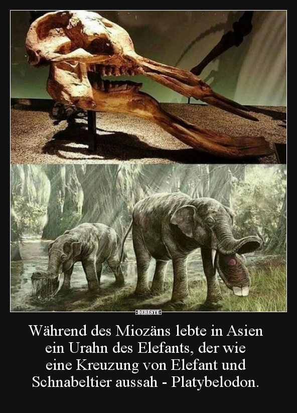 Während des Miozäns lebte in Asien ein Urahn des Elefants..