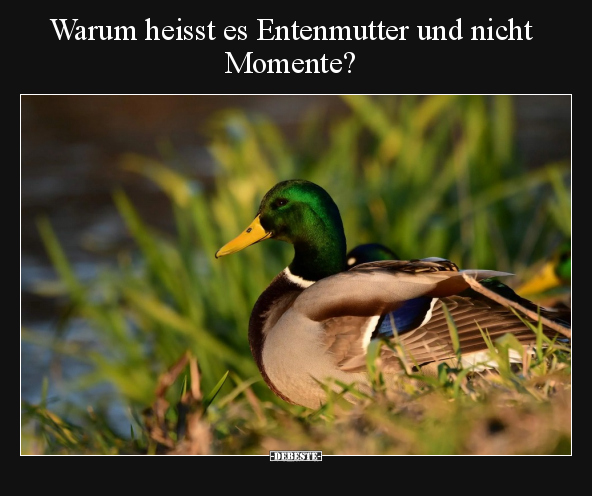 Warum heisst es Entenmutter und nicht Momente?.. - Lustige Bilder | DEBESTE.de