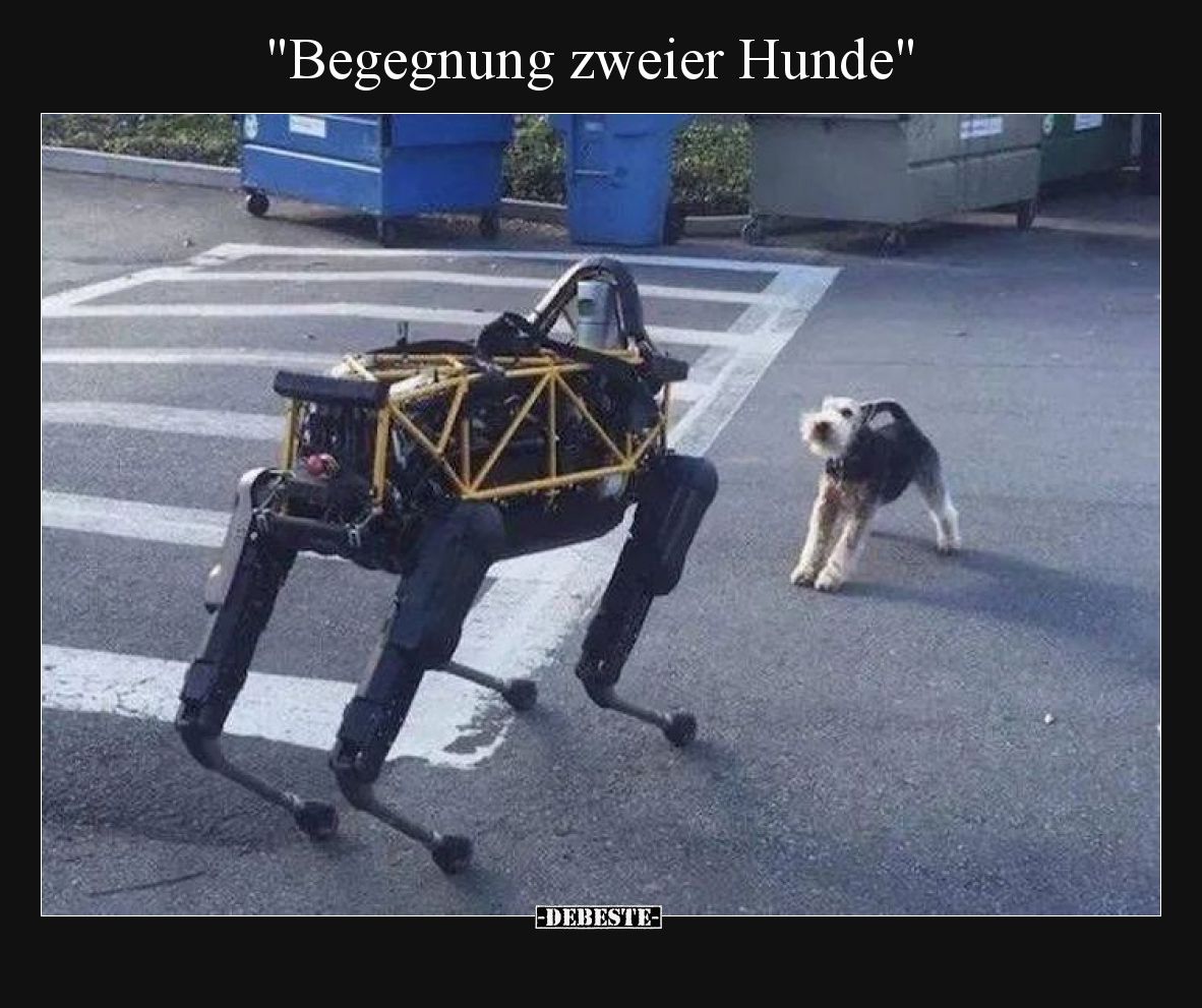 Begegnung zweier Hunde