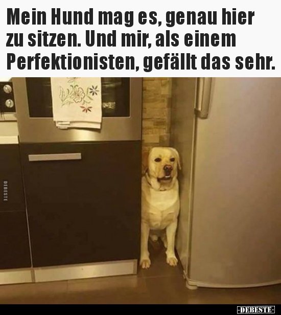 Mein Hund mag es, genau hier zu sitzen. Und mir, als einem.. Lustige