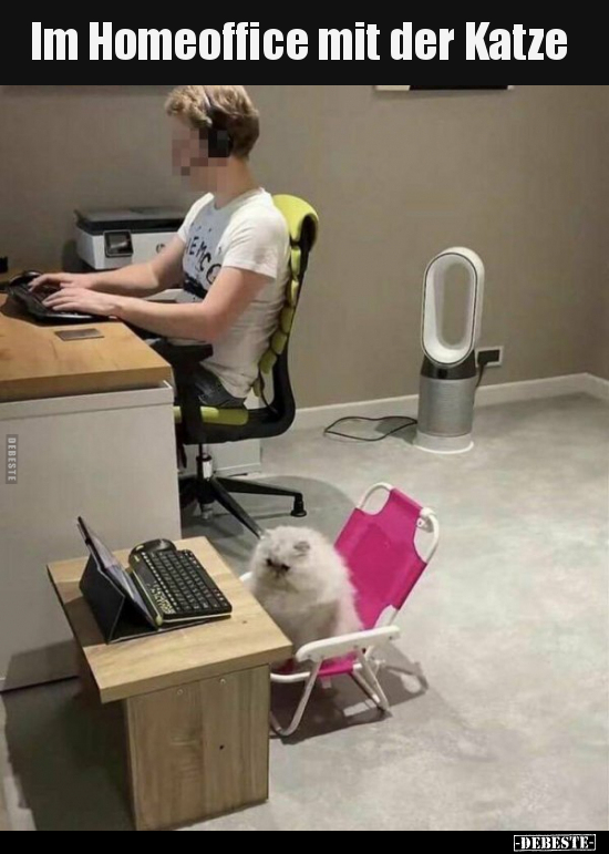 Im Homeoffice mit der Katze.. - Lustige Bilder | DEBESTE.de