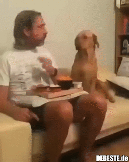 Hund versucht zu verbergen, wie sehr er ein Stück vom Essen haben möchte.