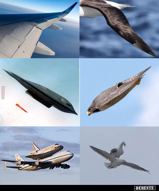  - Lustige Bilder | DEBESTE.de