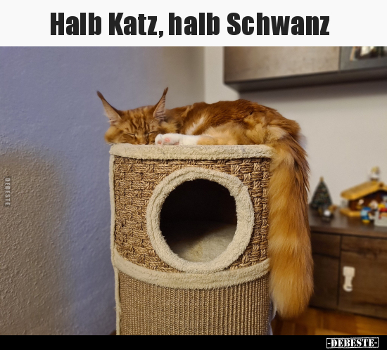 Halb Katz, halb Schwanz.. - Lustige Bilder | DEBESTE.de