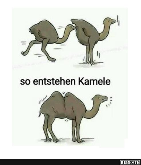 So entstehen Kamele.. - Lustige Bilder | DEBESTE.de