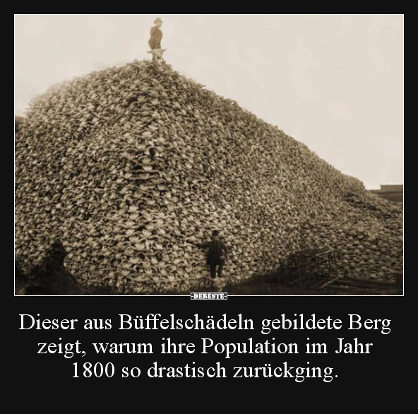 Dieser aus Büffelschädeln gebildete Berg zeigt, warum ihre..