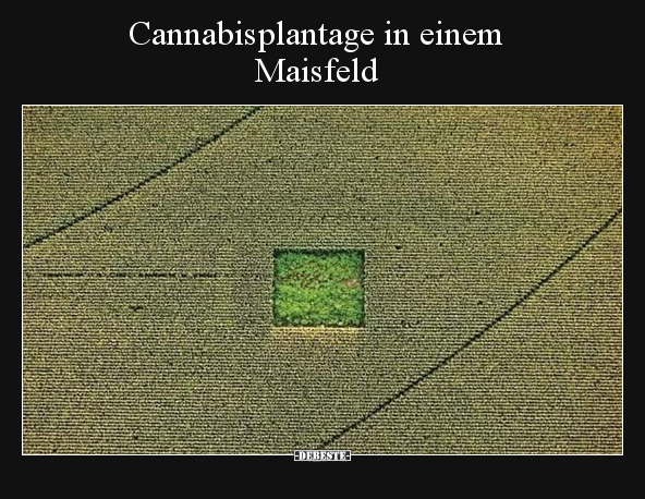 Cannabisplantage in einem  Maisfeld.. - Lustige Bilder | DEBESTE.de