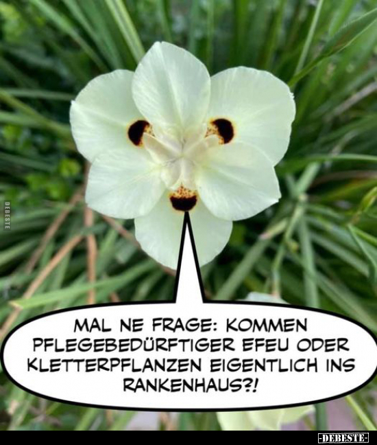 Mal ne Frage: Kommen Pflegebedürftiger Efeu oder..