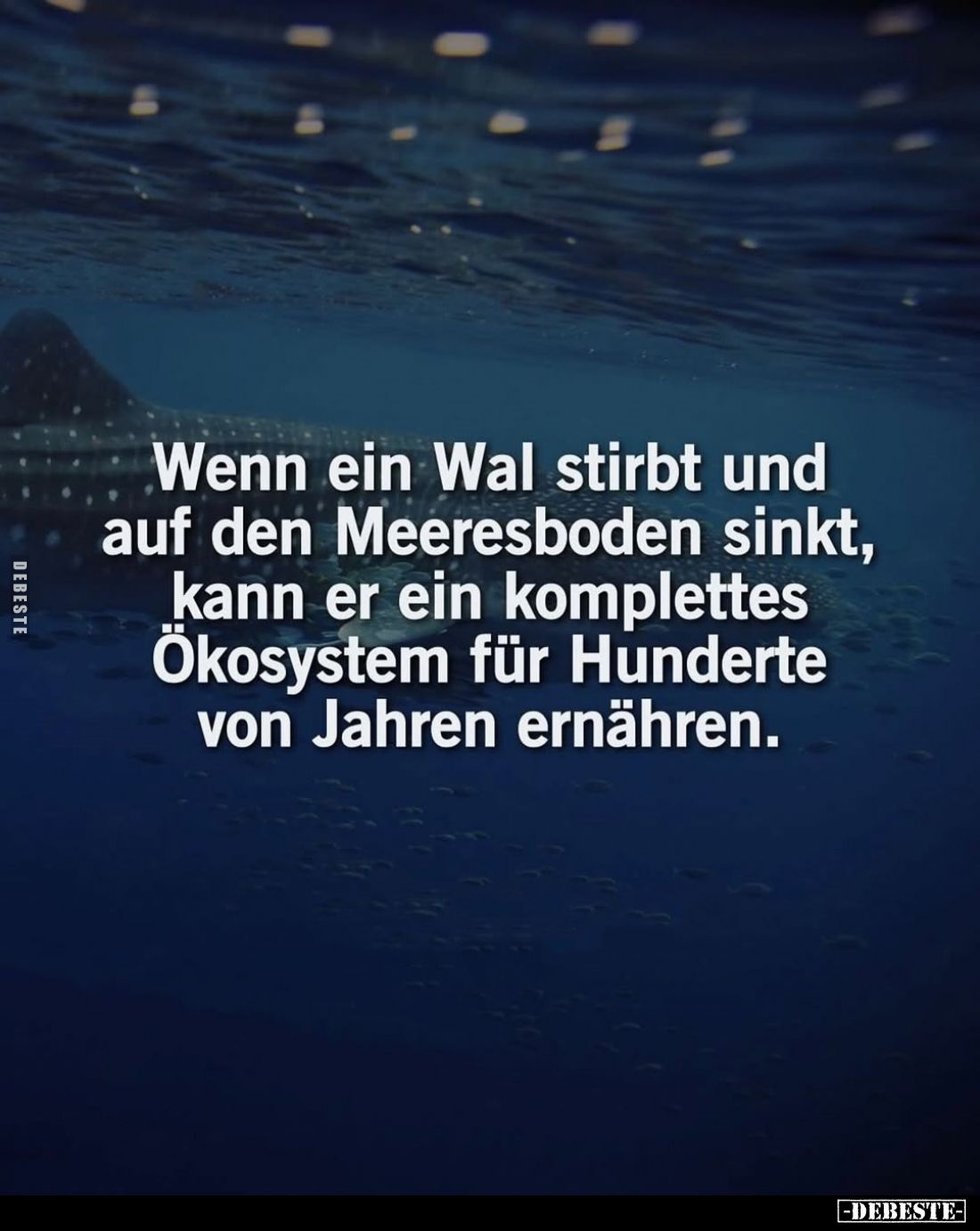 Wenn ein Wal stirbt und auf den Meeresboden sinkt, kann er ein komplettes Ökosystem für Hunderte von Jahren ernähren.