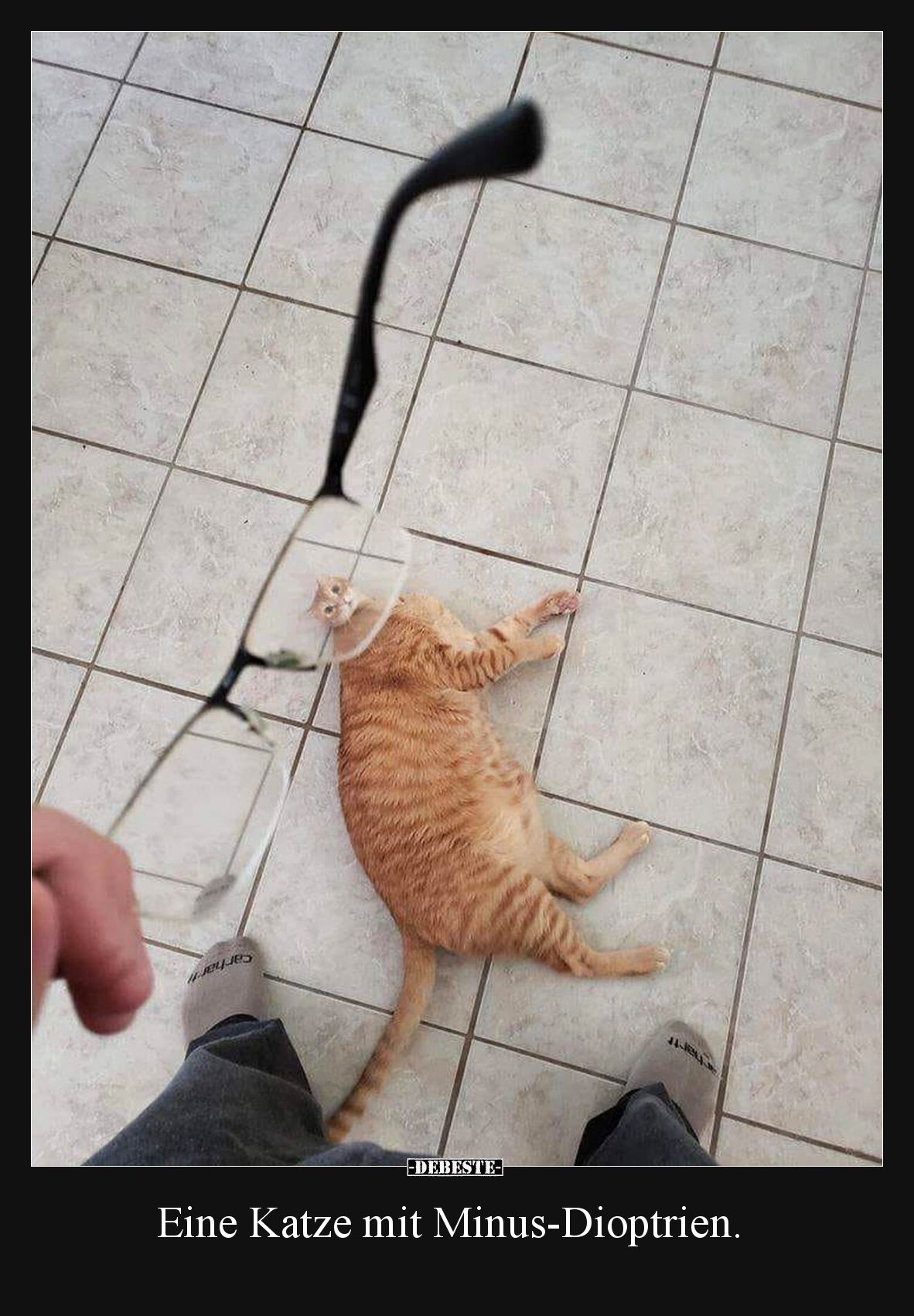 Eine Katze mit Minus-Dioptrien... - Lustige Bilder | DEBESTE.de