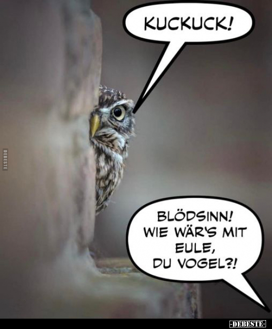 Kuckuck! Blödsinn! Wie wär's mit Eule, du Vogel?!.. - Lustige Bilder | DEBESTE.de