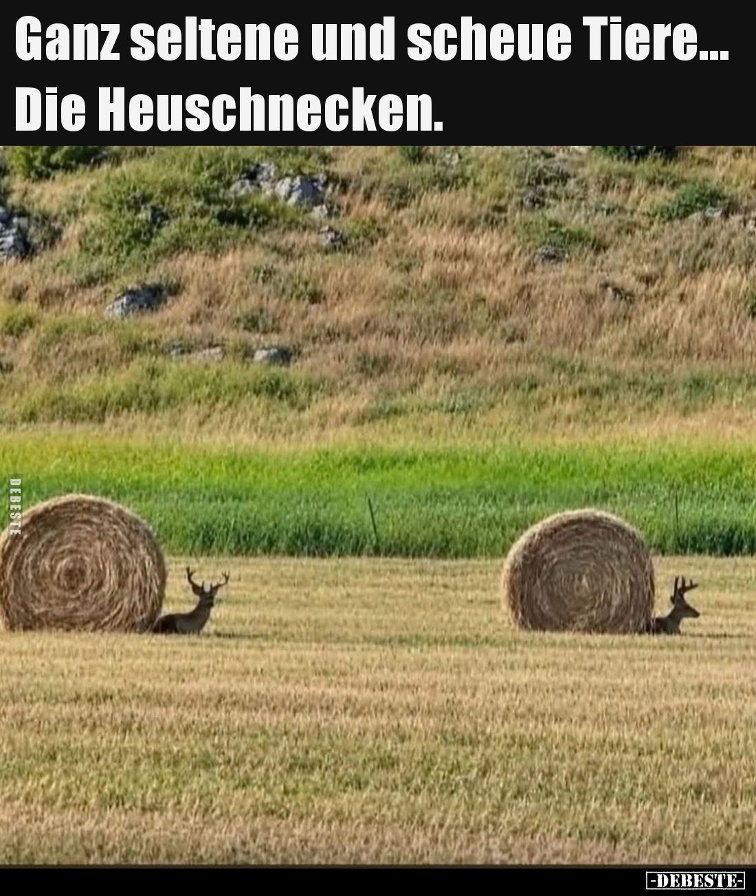 Ganz seltene und scheue Tiere...
Die Heuschnecken.