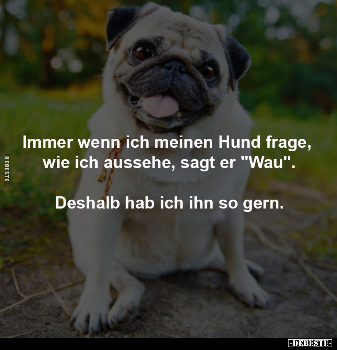 Immer wenn ich meinen Hund frage, 
wie ich aussehe, sagt er "Wau".

Deshalb hab ich ihn so gern.