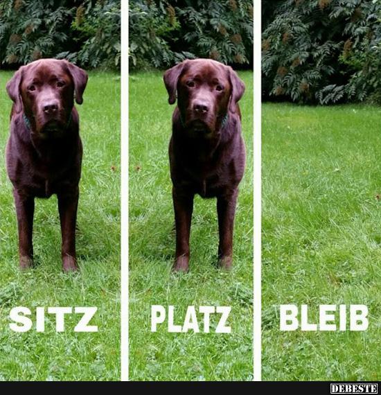 Sitz / Platz / Bleib..