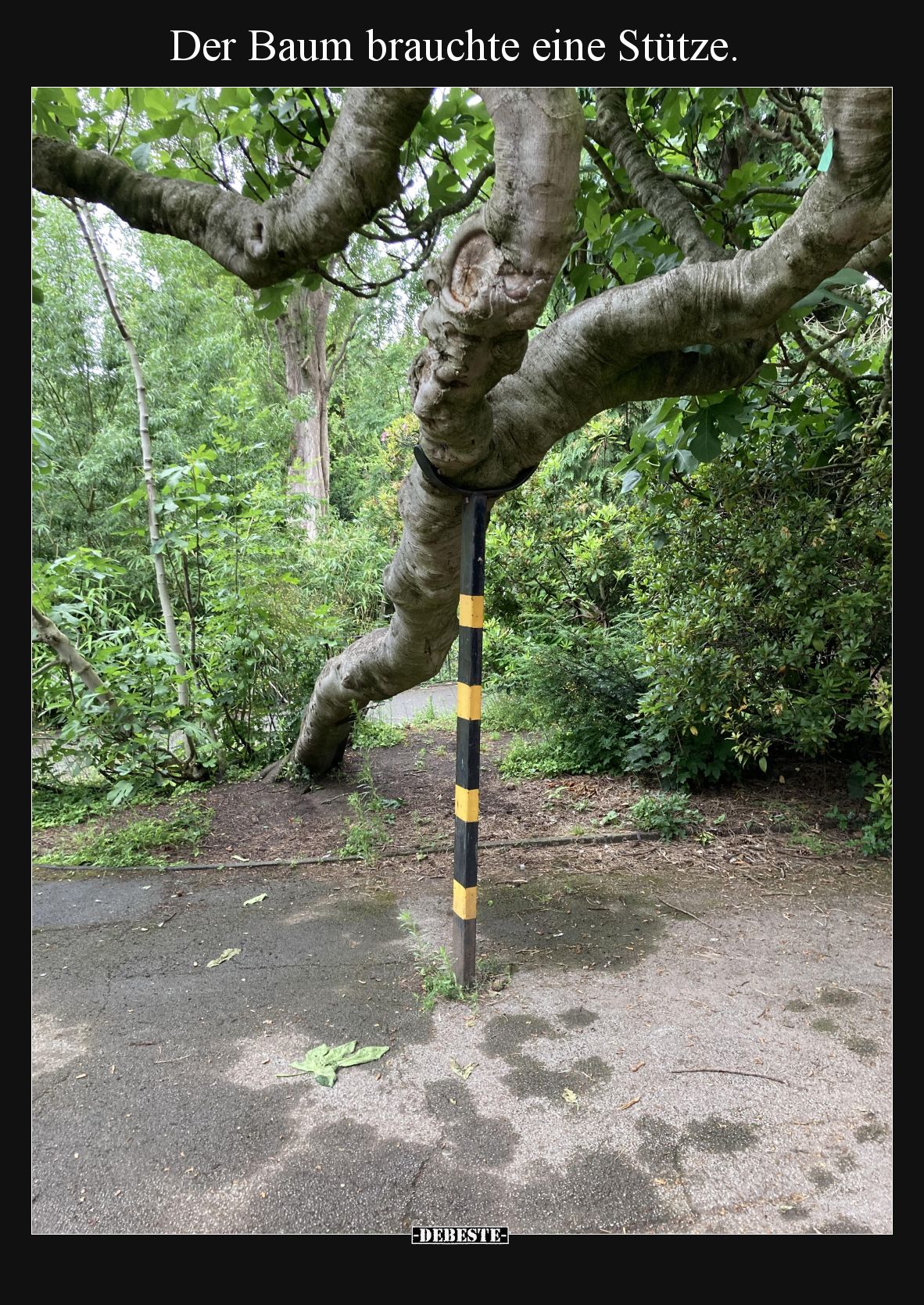 Der Baum brauchte eine Stütze.