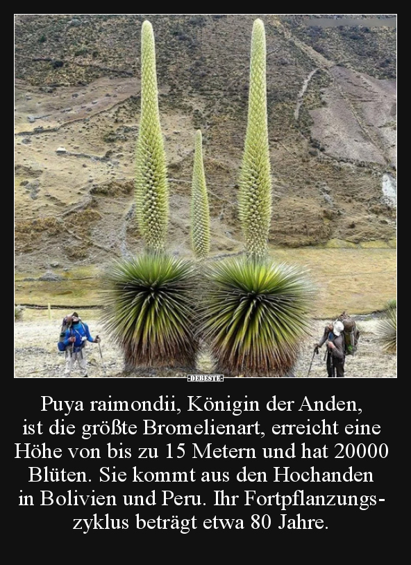 Puya raimondii, Königin der Anden, ist die größte..